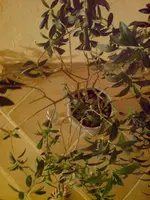 DSC05084.webp