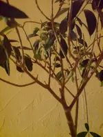 DSC05085.webp