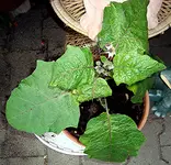 10.7.24. Pflanze2.webp