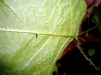 10.7.24. Pflanze3.webp