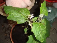 10.7.24. Pflanze4.webp