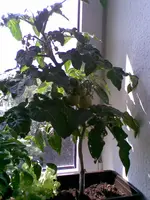 Bild020.webp