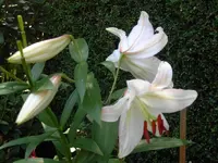 SDC11960.webp
