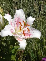 SDC11961.webp