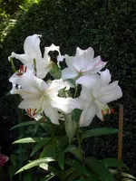 SDC11978.webp