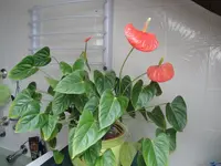 DSC01034.webp
