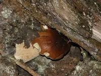 010 Große Webansicht.webp