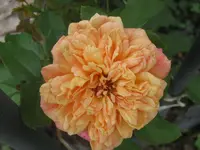 002.webp