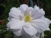 009.webp