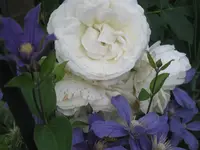 025.webp