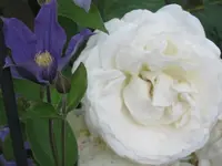 026.webp