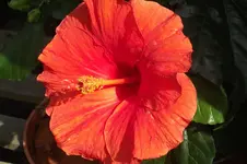 Garten 027.webp