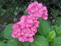 HPIM5209.webp