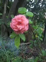 HPIM5205.webp