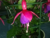 fuchsia4.webp