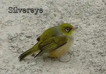 Silvereye v.webp