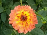 ALIM2331.webp