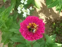 ALIM2338.webp