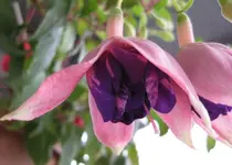 Riesenfuchsie_lila.webp