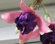 Riesenfuchsie_lila (5).webp