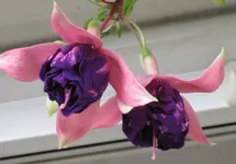 Riesenfuchsie_lila (4).webp