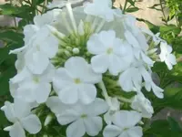 ALIM2344.webp
