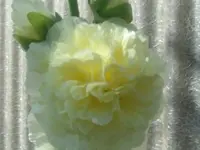 ALIM2355.webp