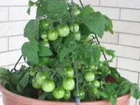 k-IMG_0688.webp