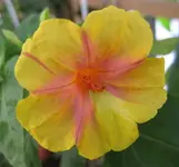 Wunderblume_Hawaii (2).webp