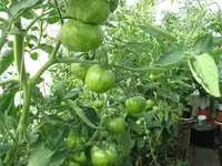 k-IMG_0690.webp
