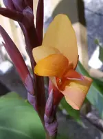 Canna-orange, 03.08.10.webp