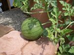 Wassermelone.JPG
