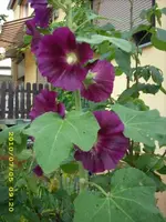 JD500439.webp