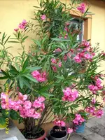 JD500451.webp