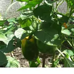Paprika_03.08.10.webp