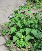 unbekannte Blume 1.webp