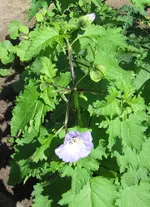 unbekannte blume 3.webp