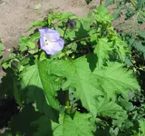 unbekannte Blume 4.webp
