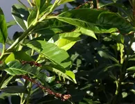100731_KiLoBe_02.webp