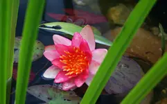 Indiana erste Blüte.webp