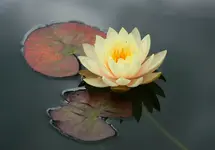 TD nächste Blüte.webp