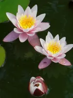 CIMG6332.webp