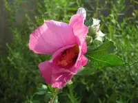 CIMG6882.webp