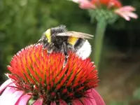 hum.1.webp hum.1.webp