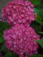 CIMG0581.webp