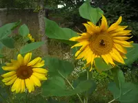 CIMG0574.webp