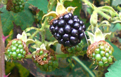 Brombeere.webp