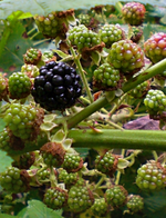 Brombeeren.webp