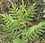 Astilbe.jpg