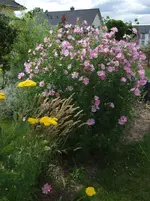 malve rosa.webp